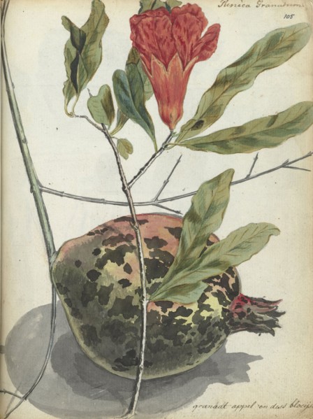 Pomegranate, 1779-1787. Creator: Jan Brandes.