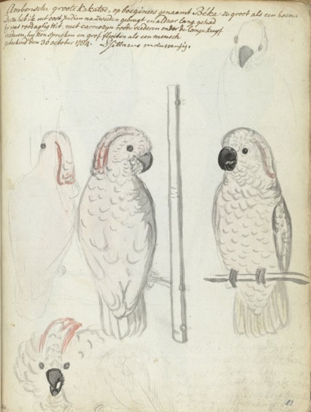 Cockatoo from Ambon, 1784. Creator: Jan Brandes.