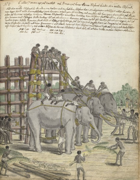 A Bound Elephant being led from the Last Section of the trap, the Prison Corral, 1785. Creator: Jan Brandes.