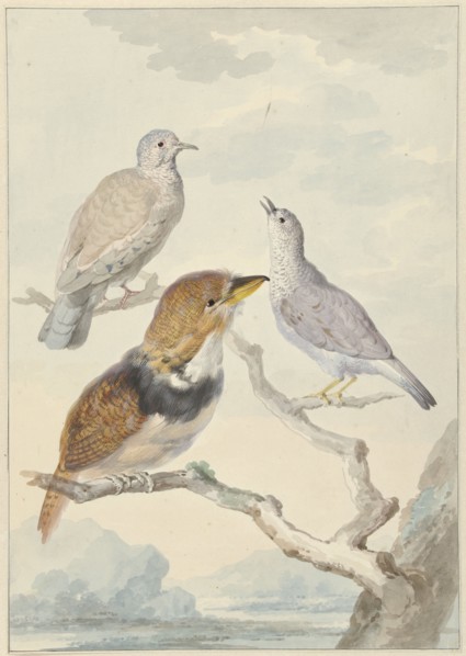 Three birds, two incad pigeons and a collared puffbird, 1753. Creator: Aert Schouman.