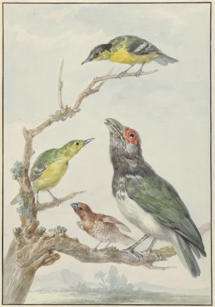 Four Different Birds on a Branch, c.1730-c.1792. Creator: Aert Schouman.