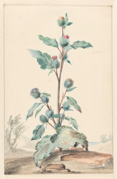 Thistle, 1725-1792. Creator: Aert Schouman.