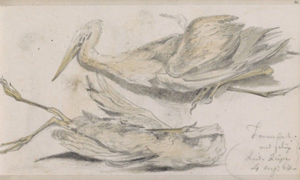 Dead Heron, 1864. Creator: Johannes Tavenraat.