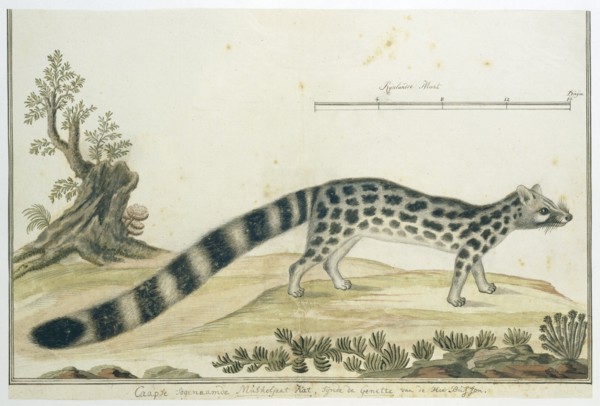 Genetta tigrina (Cape genet), 1777-1786. Creator: Robert Jacob Gordon.