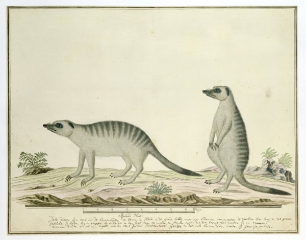 Suricata suricatta (Meerkats), 1777-1786. Creator: Robert Jacob Gordon.