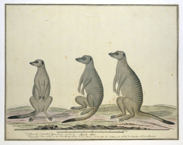 Suricata suricatta (Meerkats), 1773-1780. Creator: Robert Jacob Gordon.