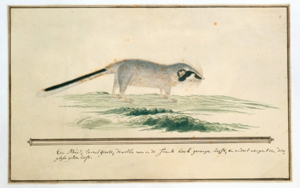 Graphiurus ocularis (Spectacled dormouse), 1777-1786. Creator: Robert Jacob Gordon.