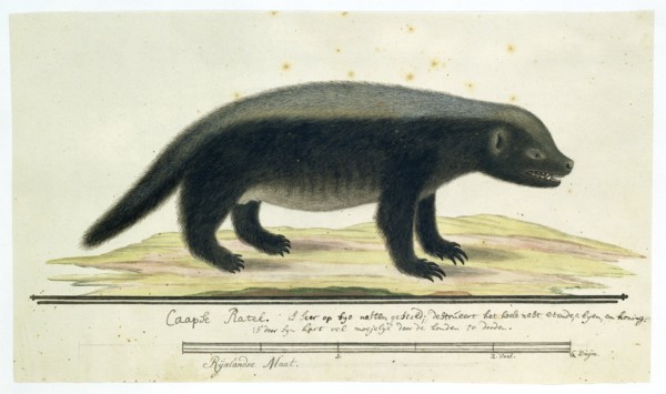 Mellivora capensis (Honey-badger), 1773-1780. Creator: Robert Jacob Gordon.