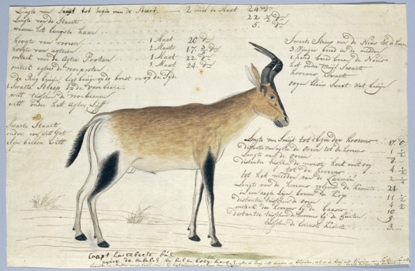 Lcelaphus buselaphus caama (Hartebeest), 1777-1786. Creator: Robert Jacob Gordon.