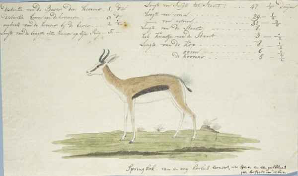 Antidorcas marsupialis (Springbok), 1774-1786. Creator: Robert Jacob Gordon.
