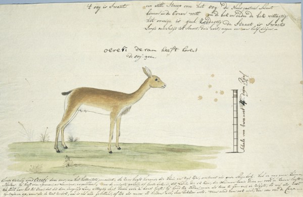 Ourebia ourebi (Oribi), 1777-1786. Creator: Robert Jacob Gordon.