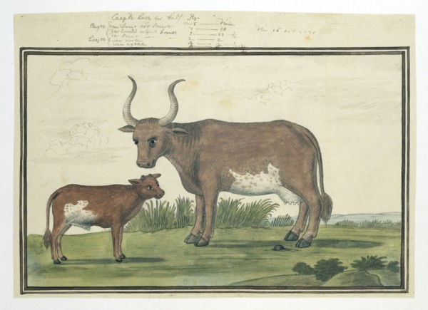 Bos taurus: Cape cow and calf, 1778. Creator: Robert Jacob Gordon.