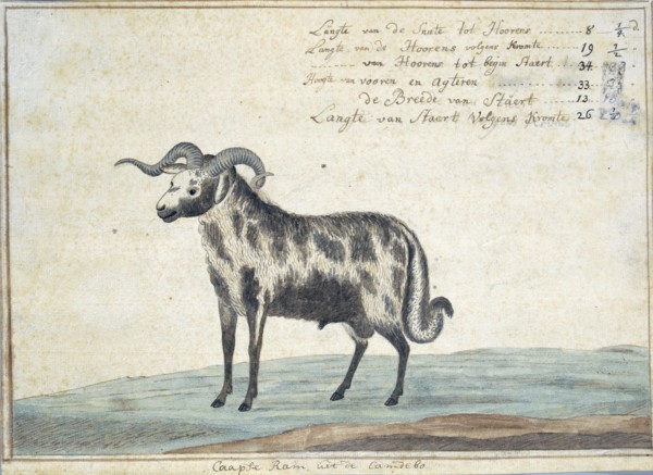 Cape ram, 1778. Creator: Robert Jacob Gordon.