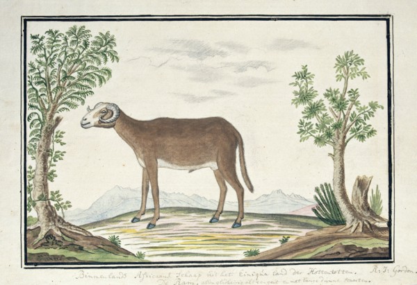 Cape ram, 1777-1786. Creator: Robert Jacob Gordon.