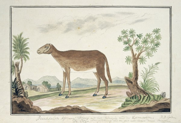 Cape ewe, 1777-1786. Creator: Robert Jacob Gordon.
