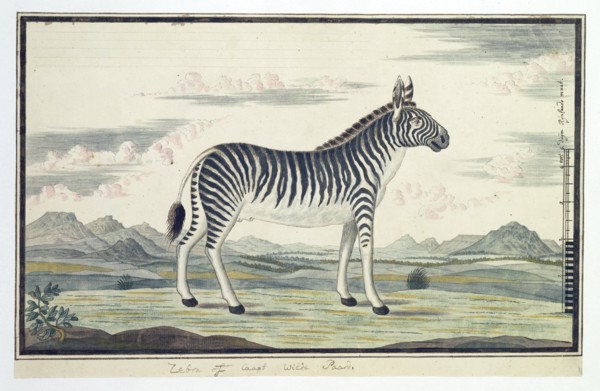 Equus zebra (Mountain zebra), 1777-1786. Creator: Robert Jacob Gordon.