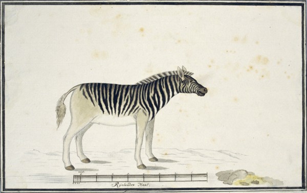 Equus quagga burchelli (Burchell’s Zebra), 1790. Creator: Robert Jacob Gordon.
