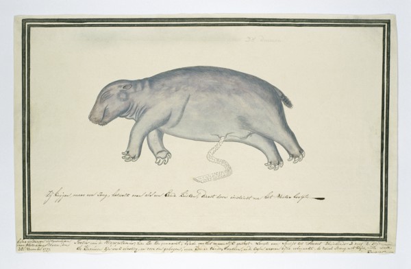 Hippopotamus amphibius foetus (Hippopotamus), 1777. Creator: Robert Jacob Gordon.