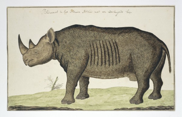 Diceros bicornis (Black Rhinoceros), in or after 1778. Creator: Robert Jacob Gordon.