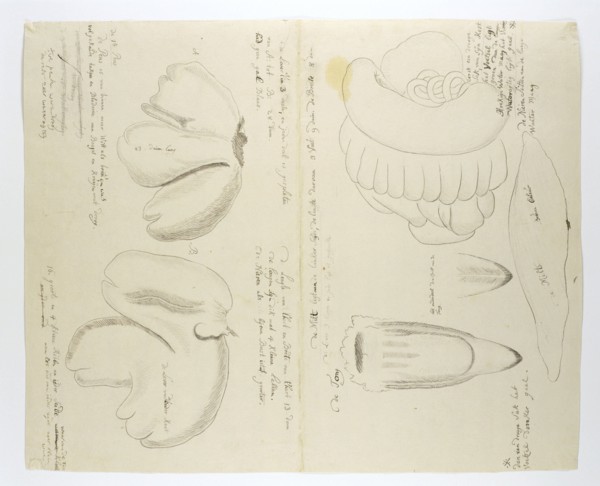 Diceros bicornis bicornis (Rhinoceros), organs, in or after 1778. Creator: Robert Jacob Gordon.