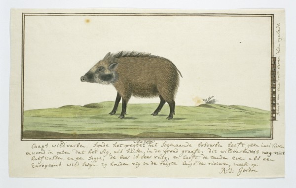 Phacochoerus aethiopicus aethiopicus (Cape warthog; female), c.1778-1779. Creator: Robert Jacob Gordon.