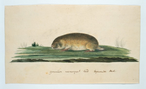 Bathyergus janetta (Namaqua dune mole-rat), 1777-1786. Creator: Robert Jacob Gordon.