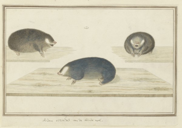 Chrysochloris asiatica (Cape golden mole), c.1777. Creator: Robert Jacob Gordon.