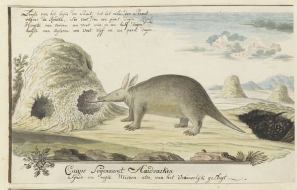Orycteropus afer (Aardvark), 1777-1786. Creator: Robert Jacob Gordon.