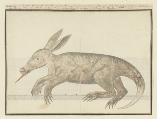 Orycteropus afer (Aardvark), 1777-1786. Creator: Robert Jacob Gordon.