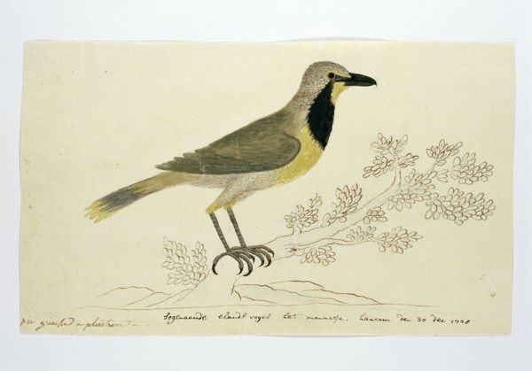 Telephorus zeylonus (Bokmakierie), 1778. Creator: Robert Jacob Gordon.