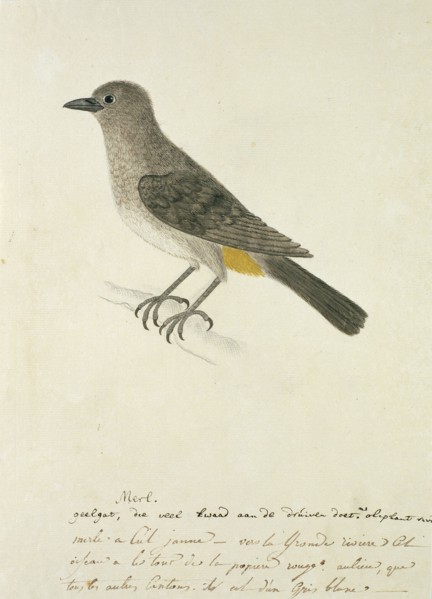 Pycnonotus capensis (Cape bulbul), 1777-1786. Creator: Robert Jacob Gordon.