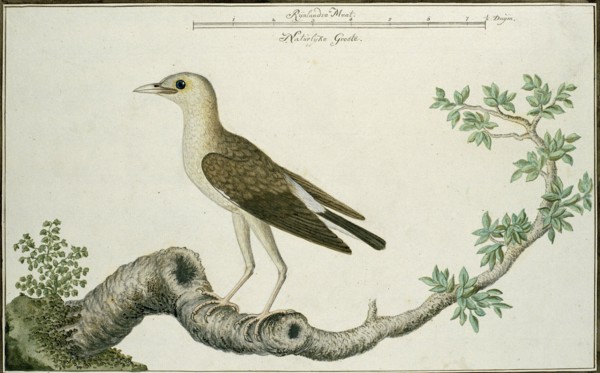 Creatophora cinerea (Wattled starling), 1777-1786. Creator: Robert Jacob Gordon.