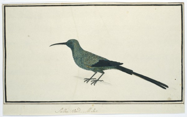 Nectarinia famosa (Malachite sunbird), 1777-1786. Creator: Robert Jacob Gordon.