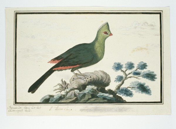 Tauraco corythaix (Knysna Turaco or Knysna Lourie), 1777-1786. Creator: Robert Jacob Gordon.