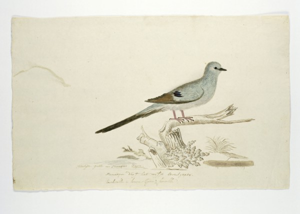 Oena capensis (Namaqua dove), 1777-1786. Creator: Robert Jacob Gordon.