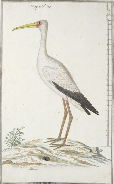 Mycteria ibis (Yellow-billed stork or Wood stork), c.1778. Creator: Robert Jacob Gordon.