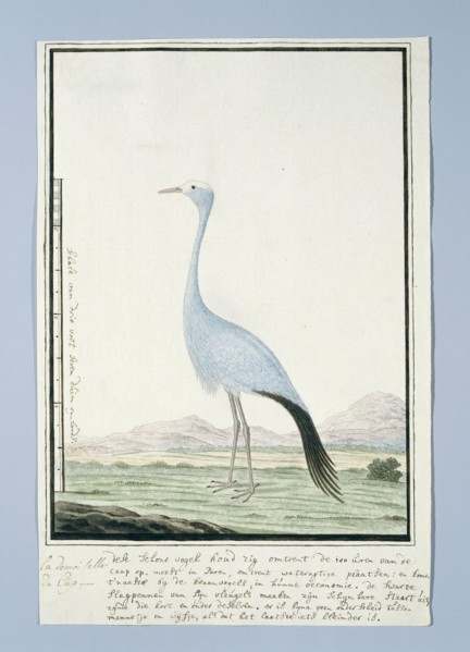 Anthropoides paradisea (Blue crane or Stanley crane), 1777-1786. Creator: Robert Jacob Gordon.