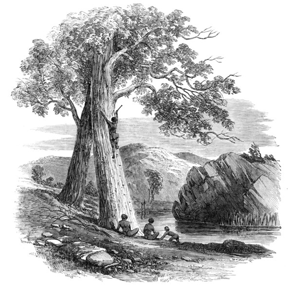 Sketches in Australia - Mode of Climbing a Tree, 1857. Creator: Unknown.