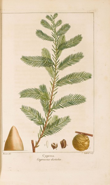 From "Histoire des Arbes Forestiers de l'Amérique Septentrionale" by François André..., 1810-1811. Creator: Bessa, Pancrace (1772-1846).