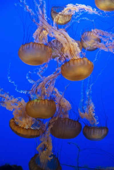 Jellyfish, Monterey Bay Aquarium, Monterey, California, USA, 2022. Creator: Ethel Davies.