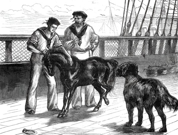Return of the Prince of Wales from India: life on board the Serapis: Pony and Thibet Dog...1876. Creator: Unknown.