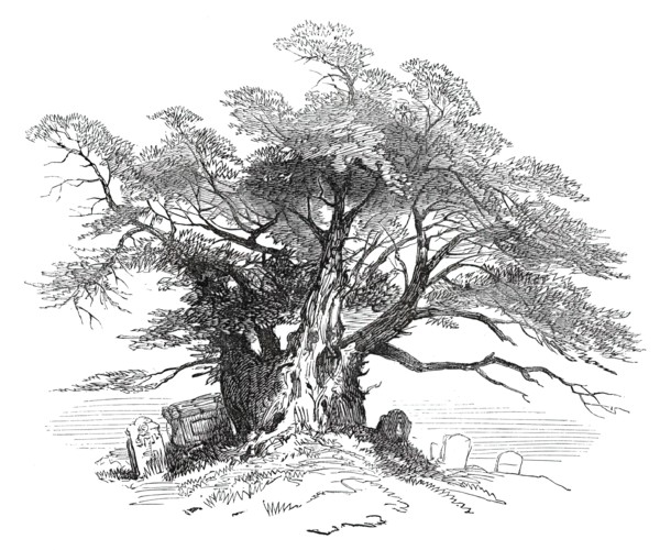Leaves from a Sketch-Book - Bits of Kent: Yew-Tree, Horton Kirby, 1876. Creator: Unknown.