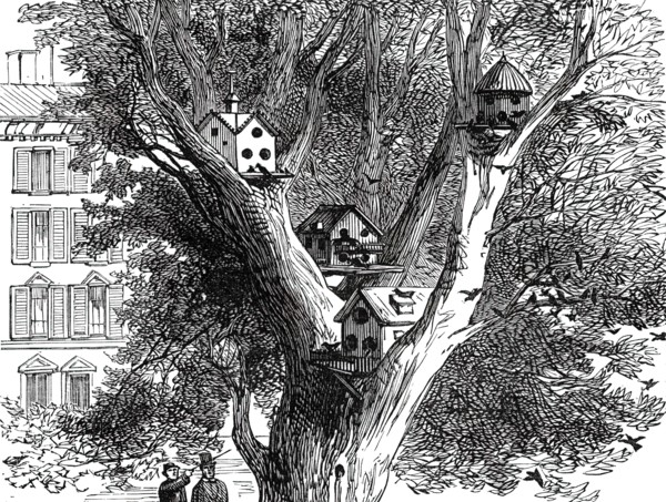 Sparrow-Nests in Philadelphia, 1876. Creator: Unknown.