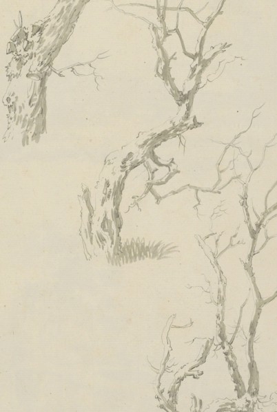 Trees and tree trunk, c.1780-c.1800. Creator: Bernhard Heinrich Thier.