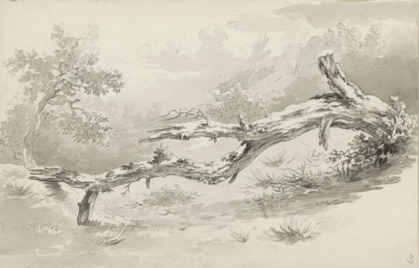 Treetrunk, c.1780-c.1800.  Creator: Bernhard Heinrich Thier.
