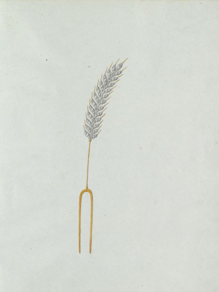 Ear of corn, c.1800-c.1810. Creator: Carl Friedrich Bärthel.
