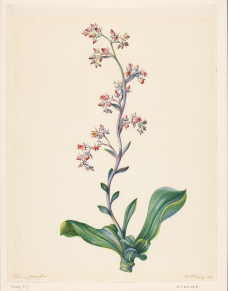 Echeveria Grandiflora, 1847. Creator: Elisabeth Johanna Koning.