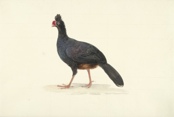 Black walking bird with short thick red beak, 1763-1824. Creator: Circle of François Le Vaillant.