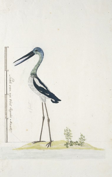 Grus rubicunda (Brolga or Australian crane), 1770-1780. Creator: George Raper.