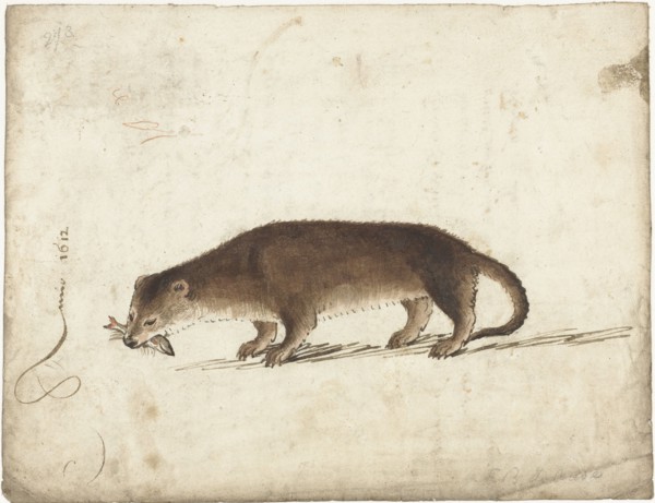 Otter with a fish in his mouth, 1612. Creator: Gerard ter Borch I.